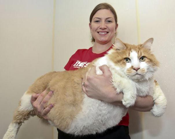Коты-гиганты, огромные коты, гигантские коты, мейн-куны, коты саванна