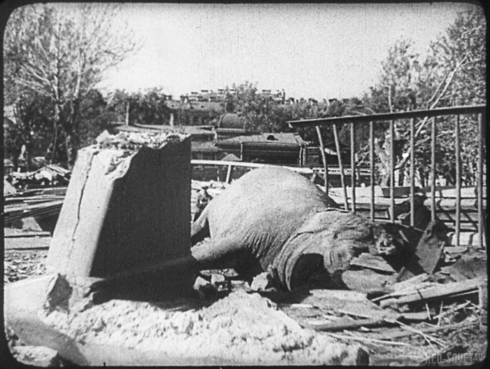 Слониха Бетти погибла во время бомбежки