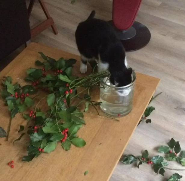 Делаю что хочу! Делаю что хочу!