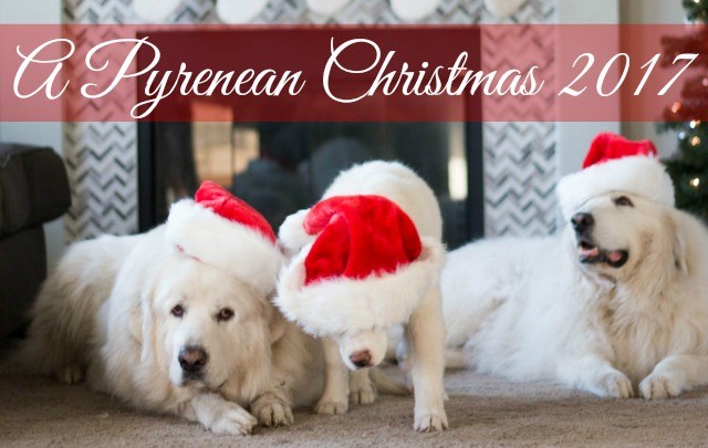 Join us this holiday season by enjoying some beautiful Great Pyrenees Christmas photos.