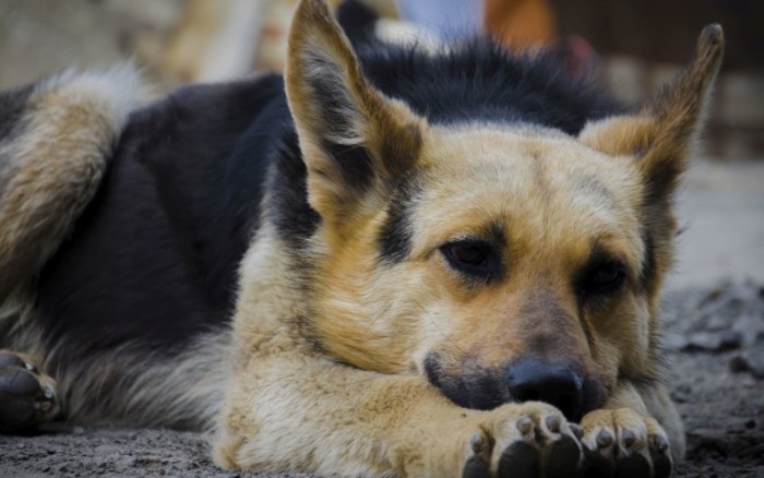 20 фото беспородных собак, сделанных с любовью 20 фото беспородных собак, сделанных с любовью