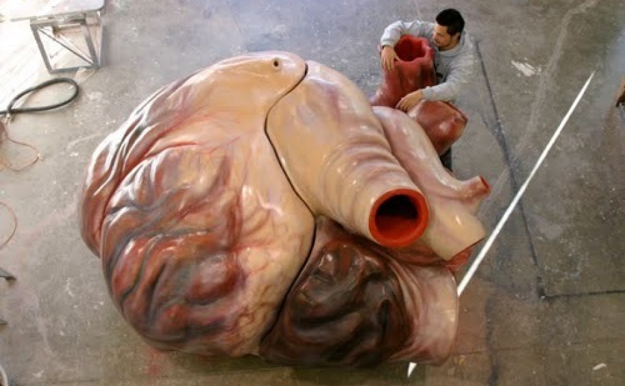 1. Сердце синего кита весит примерно 1300 килограммов, а человек смог бы даже проплыть сквозь его артерии интересное, факт