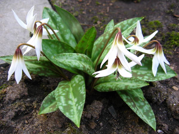 Кандык, или эритрониум, привлекателен не только цветками, но и листьями. Кандык европейский &amp;#39;White Splendor&amp;#39;