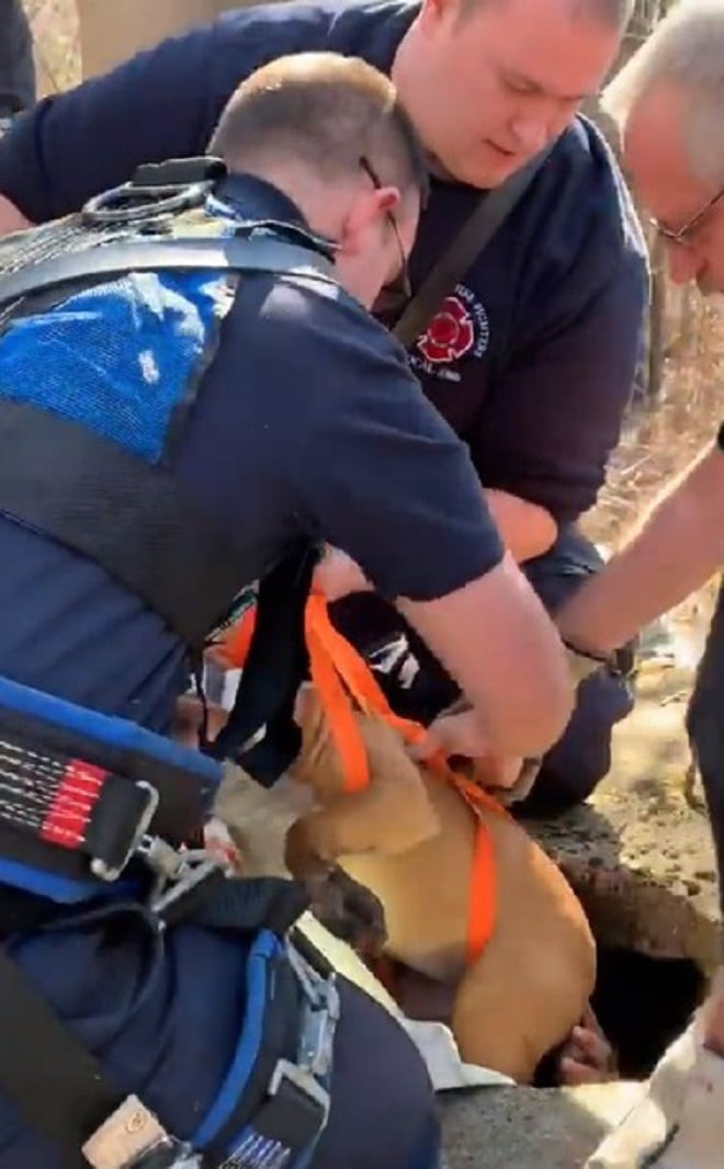 Собаку вытаскивают