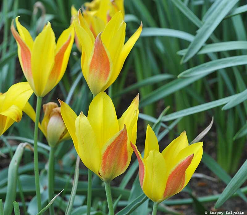 5 неприхотливых тюльпанов - выкапывать не нужно Тюльпан, около, более, первой, Lilac, лепестка, Бейкера, довольно, пятном, цветок, длиной, желтым, декады, цветения, высотой, Цветение, растения, течение, основания, конца