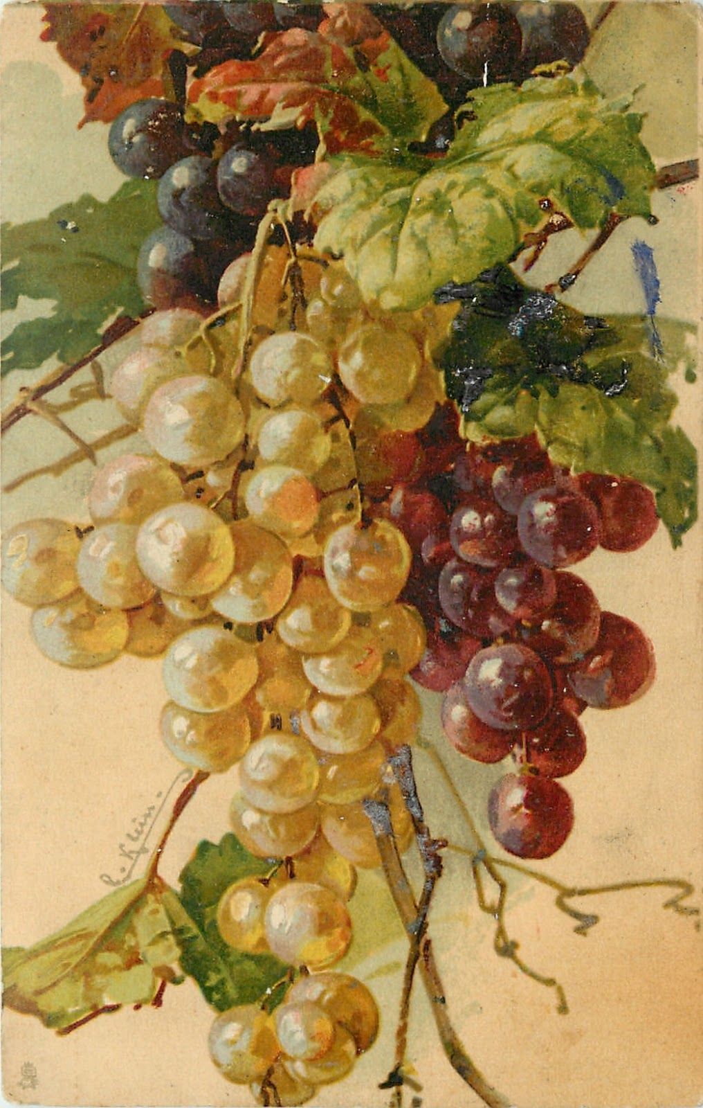 Катарина Кляйн виноград