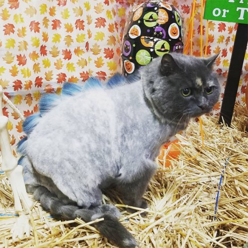 Когда хочется иметь собственного дракона, но дома есть только котейка Когда хочется иметь собственного дракона, но дома есть только котейка DinoCut