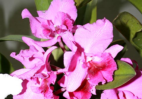 Каттлея (Cattleya) Каттлея (Cattleya)