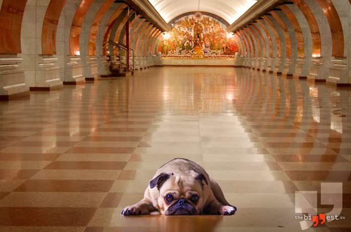 Собаки в метро шокируют иностранцев в России. CC0