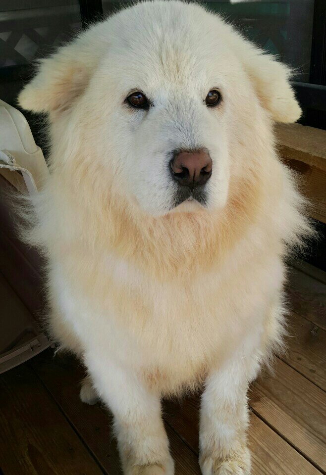 NTD-Dong-Jin-The-thin-to-Fluffy-Pup05
