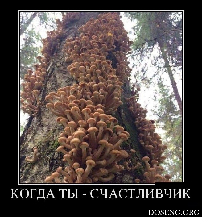 Юмор Про Грибы Картинки