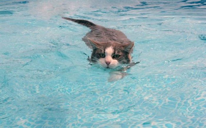 Если в плавании появится необходимость, то кошки отличные пловцы.