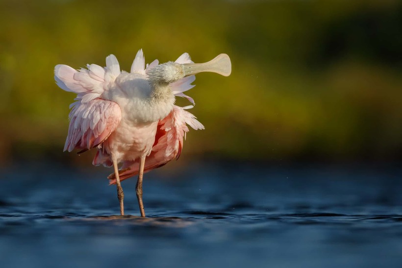 Лучшие фотографии птиц с конкурса Bird Photographer of the Year