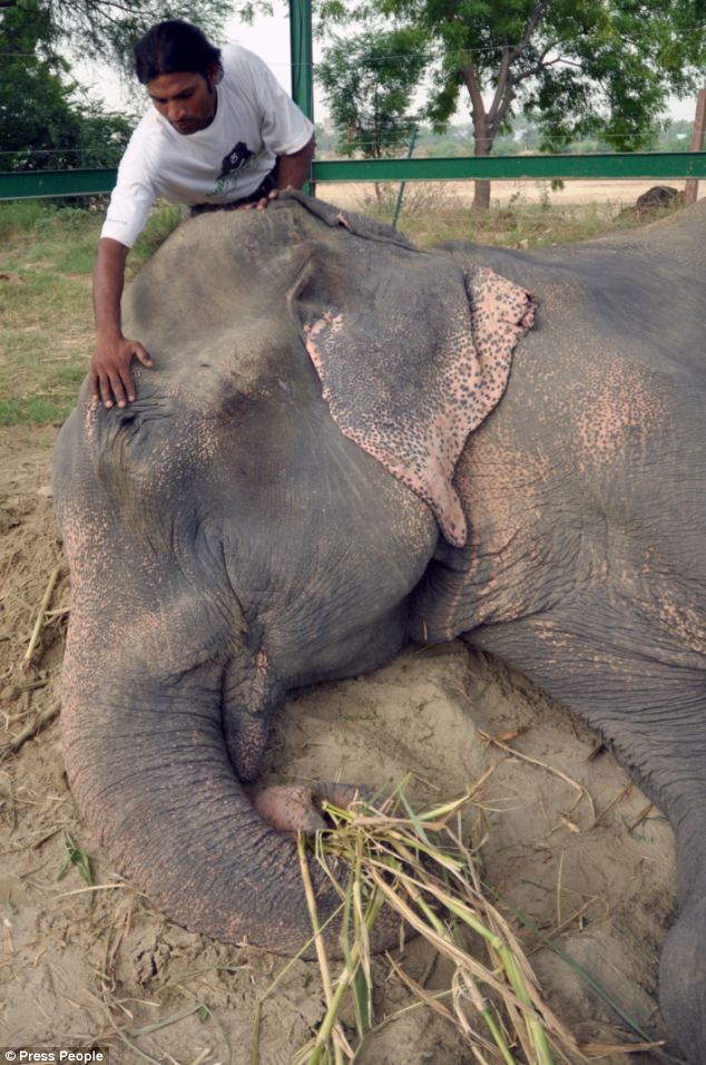 Слон заплакал после освобождения от державших его 50 лет цепей индия, освобождение, слон