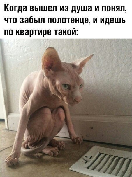 Первым, что бросилось Сереге в глаза, был кот. И последним демотиваторы,животные,позитив,Смешные животные,юмор