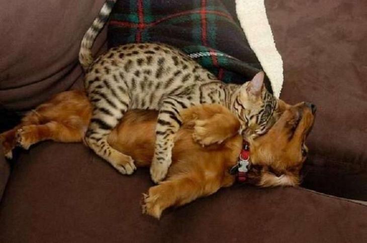Кошки, которые настолько обнаглели, что используют собак вместо подушки Кошки, которые настолько обнаглели, что используют собак вместо подушки