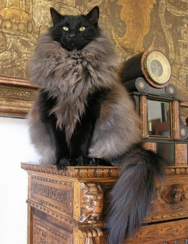 Самые дерзкие и нахальные коты, которые не собираются никого слушать! Самые дерзкие и нахальные коты, которые не собираются никого слушать!