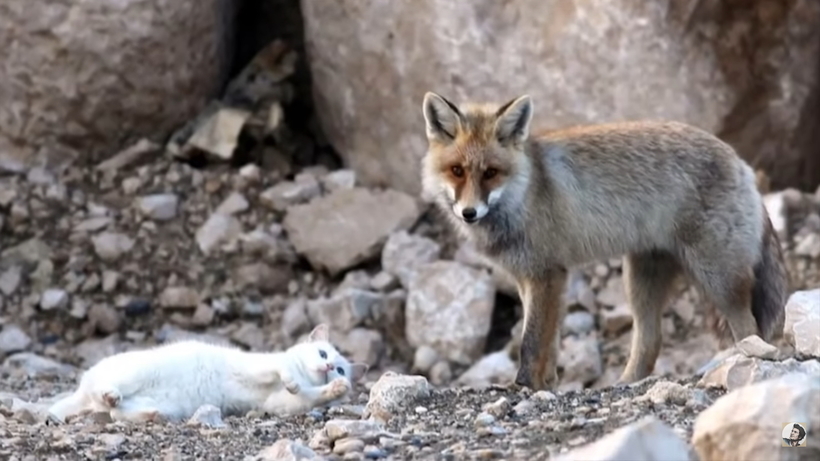 Лиса хотела съесть бездомную кошку, но произошло невообразимое — возникла дружба