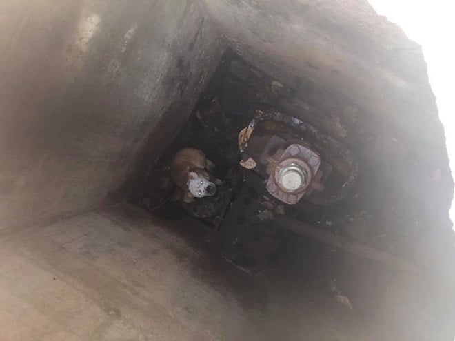 Испуганная собака