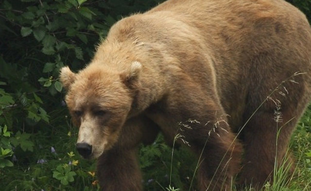 Останки погибших при крушении вертолета Robinson на Камчатке растерзали медведи