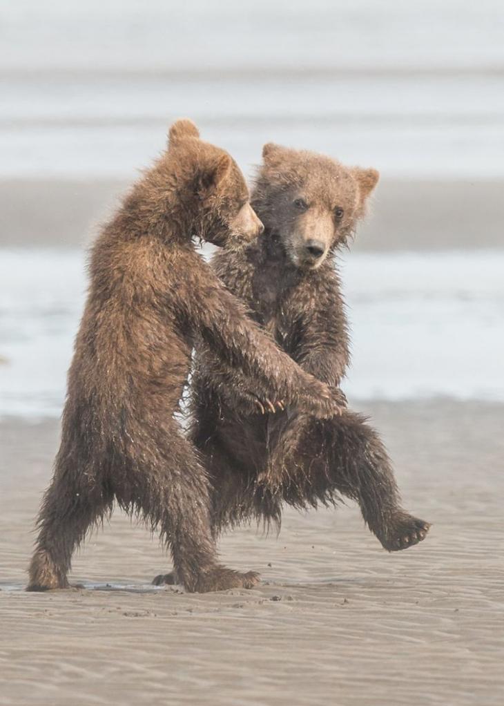 Самые смешные фотографии дикой природы 2018, Comedy Wildlife Photo Awards