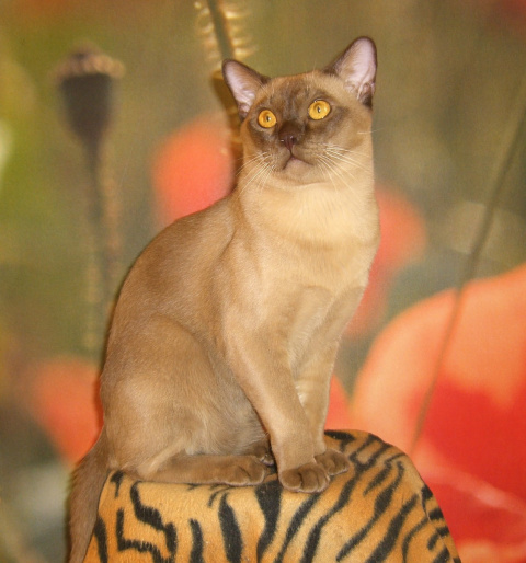 Бурманский кот Зар