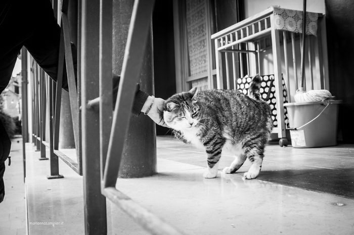 Счастливые кошки Счастливые кошки