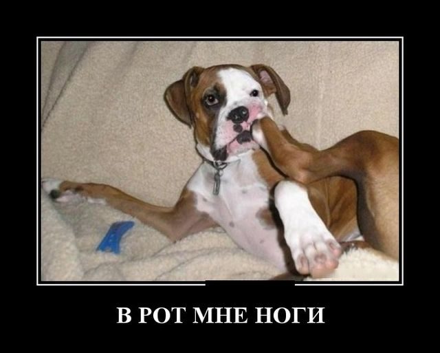 Демотиваторы - приколы!
