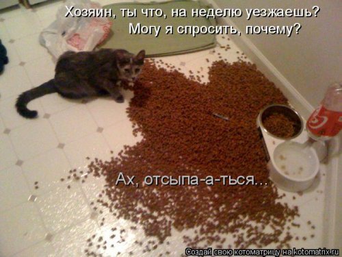 Свежая котоматрица для всех на выходные 