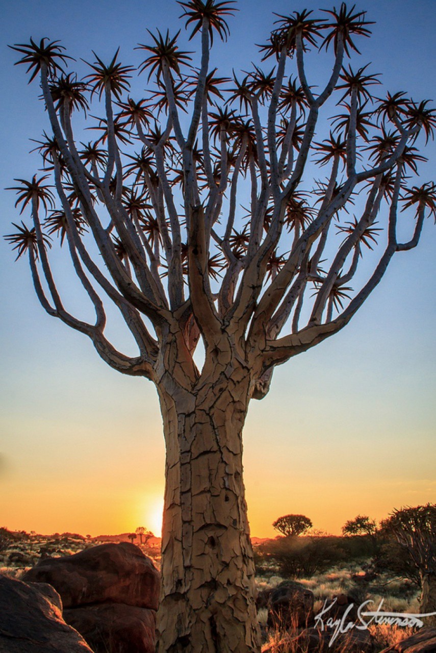 Колчанное дерево, Намибия  деревья, красота, мир