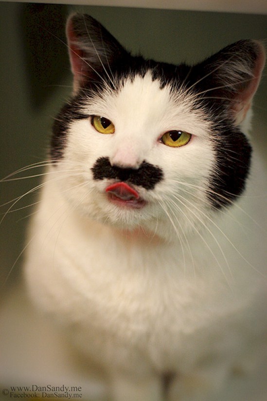 кошки с удивительным рисунком на шерсти