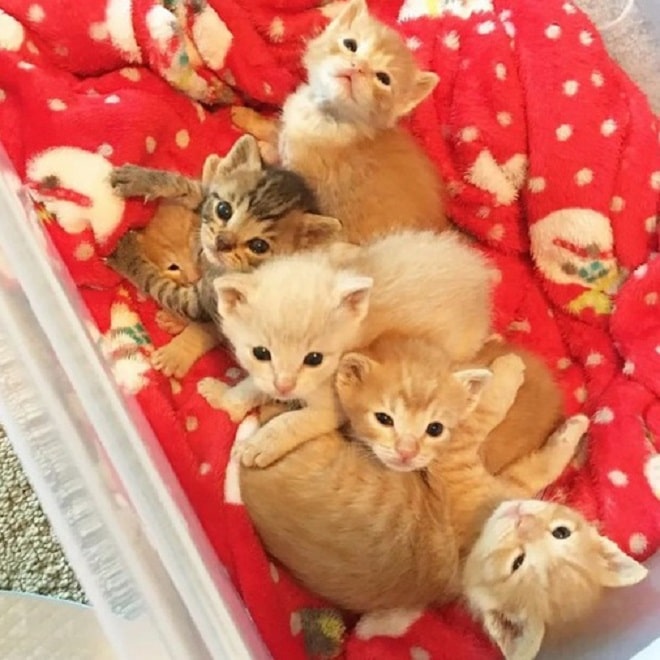 Забавные котята