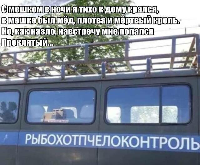 Первым, что бросилось Сереге в глаза, был кот. И последним демотиваторы,животные,позитив,Смешные животные,юмор