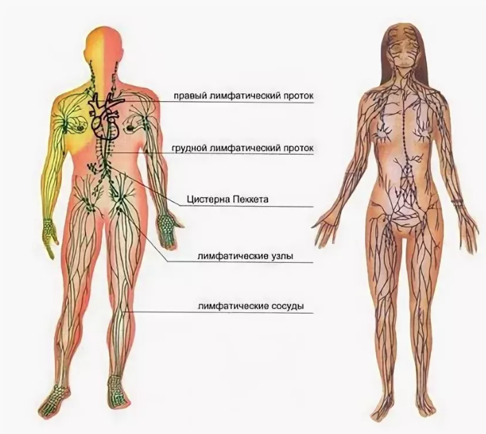 Лимфоузлы на теле женщины схема. Лимфатическая система конечностей человека. Лимфатическая система лимфоузлы. Схема лимфатической системы в теле человека. Лимфоузлылимфотическая система.