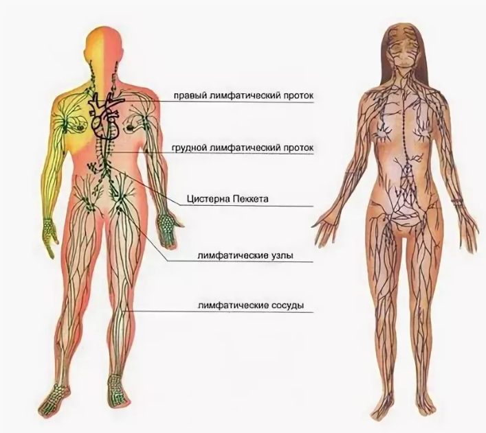 Лимфоузлы на ногах. Лимфатическая система человека схема. Лимфатическая система человека лимфоузлы. Периферические лимфатические узлы схема. Лимфатическая система женщины схема.