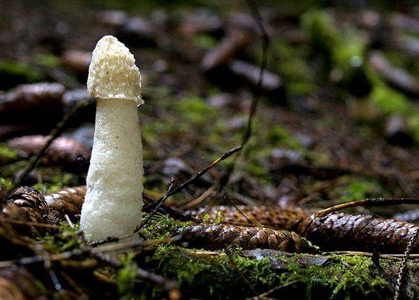 Какие грибы самые полезные. Все, что нужно знать в начале грибного сезона