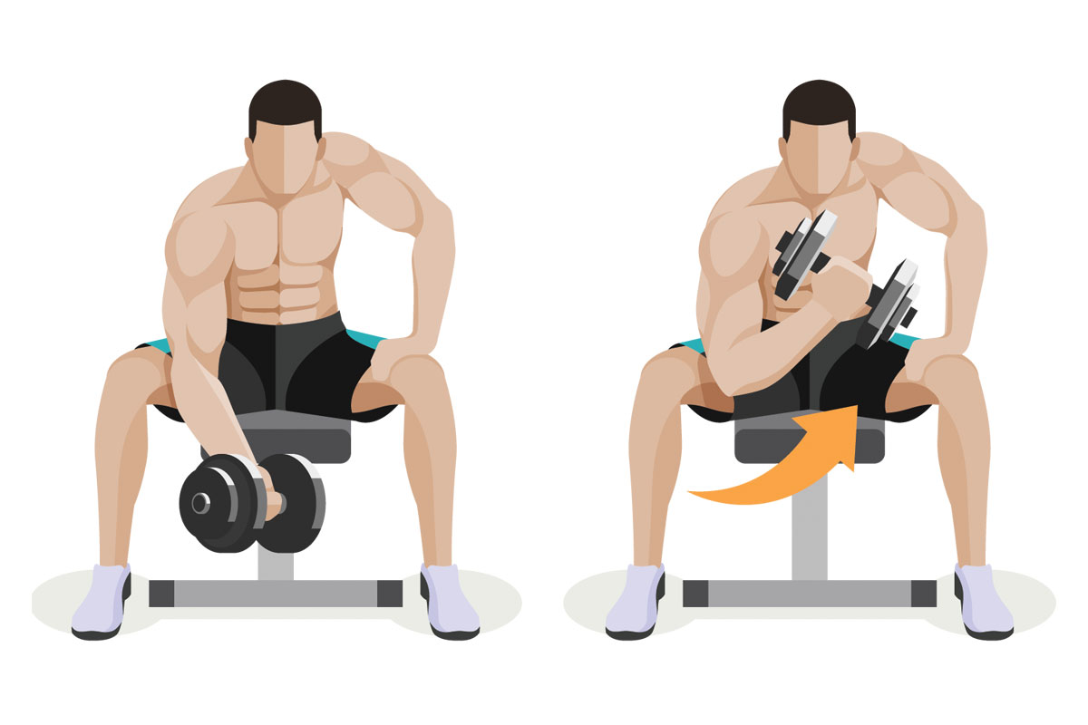 Концентрированные сгибания на бицепс