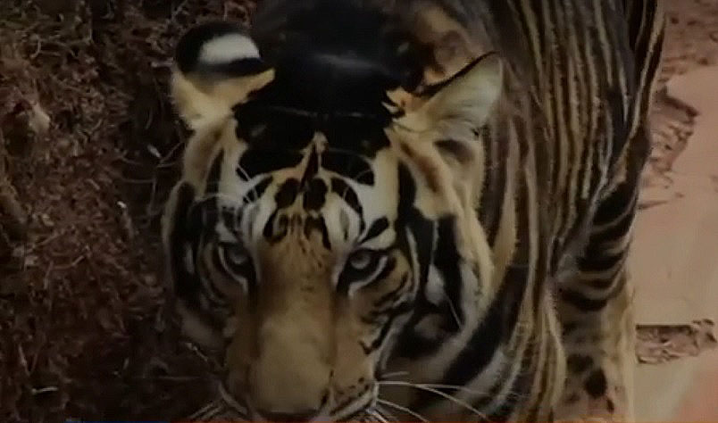 Черного «тигра-наоборот» обнаружили в Индии