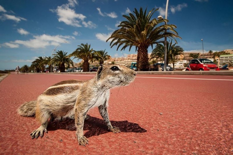 Фотограф выслеживает диких животных, которые просачиваются к людям в города