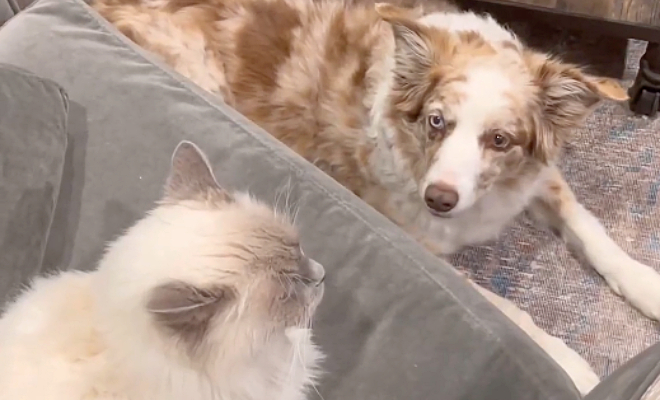 Собаку пастуха поселили в квартире, но там не было овец. Тогда она начала пасти кота - актуальные новости по теме Грег картон на Toplenta