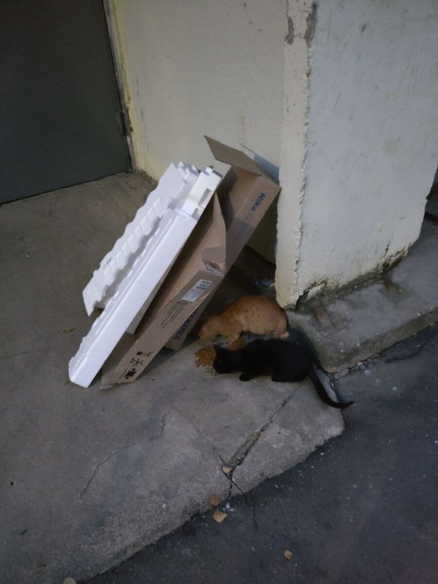 Автор подарил уличным котикам коробку от стиралки и дорогой корм. )))