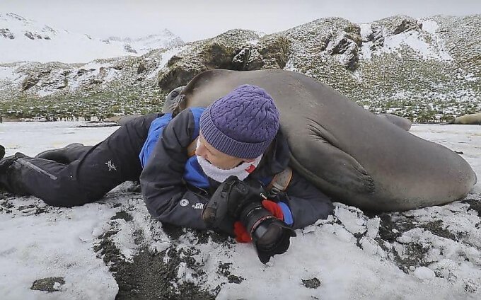 Любопытный тюлень во время фотосессии забрался на женщину-фотографа Любопытный тюлень во время фотосессии забрался на женщину-фотографа в мире, видео, животные, милота, природа, тюлень, фото