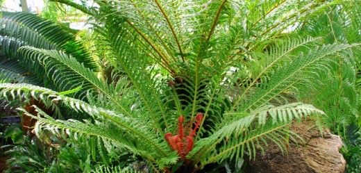 Блехнум бразильский, или Дербянка Бразильская (Blechnum brasilense)