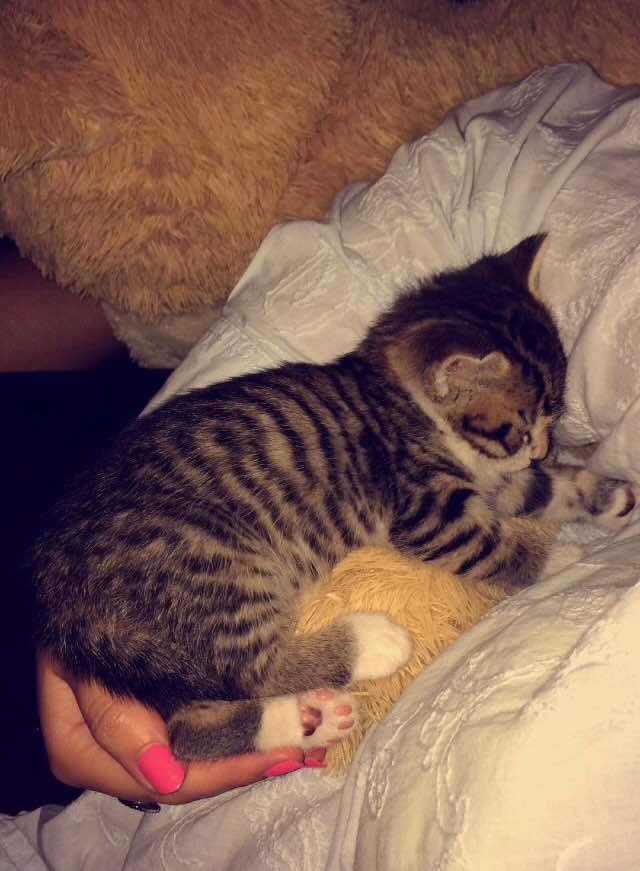 спасенный котенок любит обниматься 