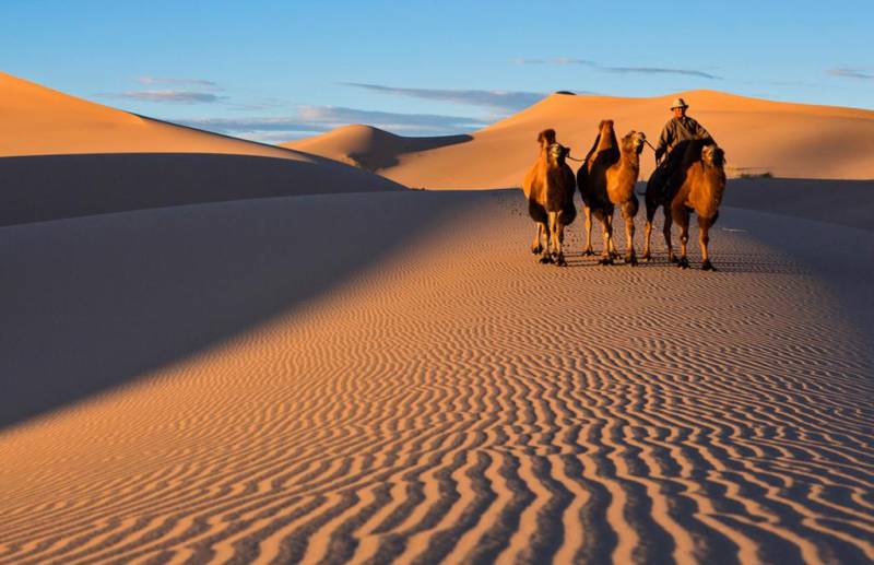 Пустыня в Монголии. Пустыня Гоби – растения, животные, интересные факты