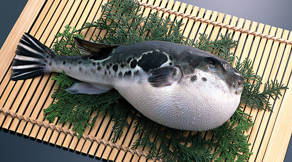 Рыба фугу: великая и ужасная. Фугу, Япония, длиннопост
