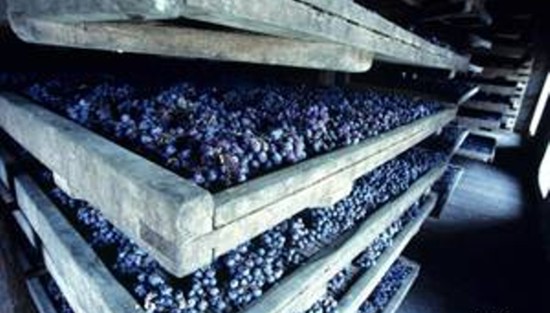 хранение гроздей винограда на лотках