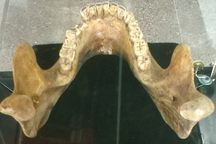 The Mauer 1 jawbone