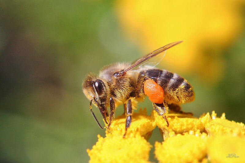 Хранители человечества насекомое, природа, пчела, пчелы, рой, фото