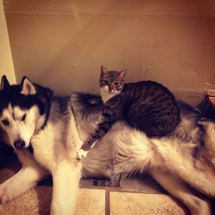 Кошки, которые настолько обнаглели, что используют собак вместо подушки Кошки, которые настолько обнаглели, что используют собак вместо подушки